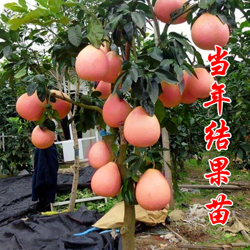 江永香柚柚子树苗四季好养水果苗阳台盆栽南方北方种植当年结果