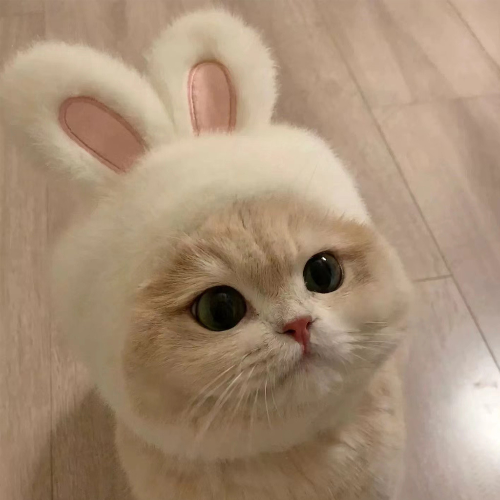 宠物兔子头套猫咪狗狗网红兔兔帽可装扮兔耳朵帽子拍照饰品