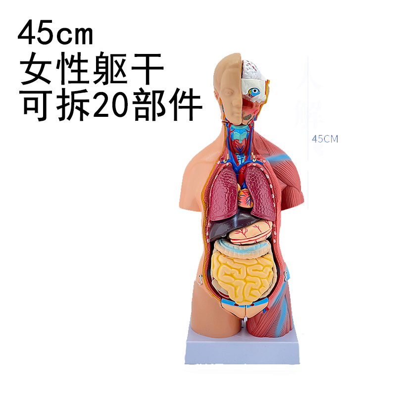 直销42CM男性躯干内脏构造模型45CM人I体女性躯干医学内脏解剖模
