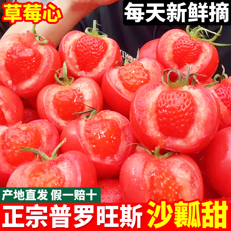 陕西泾阳普罗旺斯西红柿新鲜自然熟蔬菜草莓心水果当季沙瓤大番茄