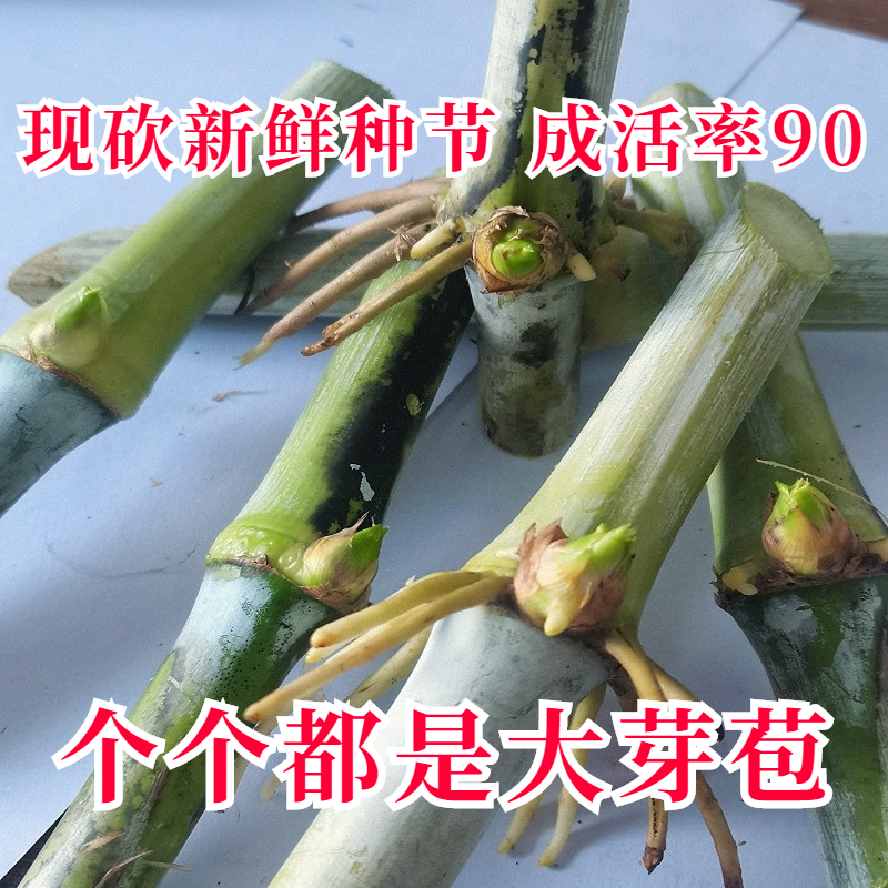 高产耐寒皇竹草种子台湾无毛甜象草3号种节巨菌草多年生四季牧草