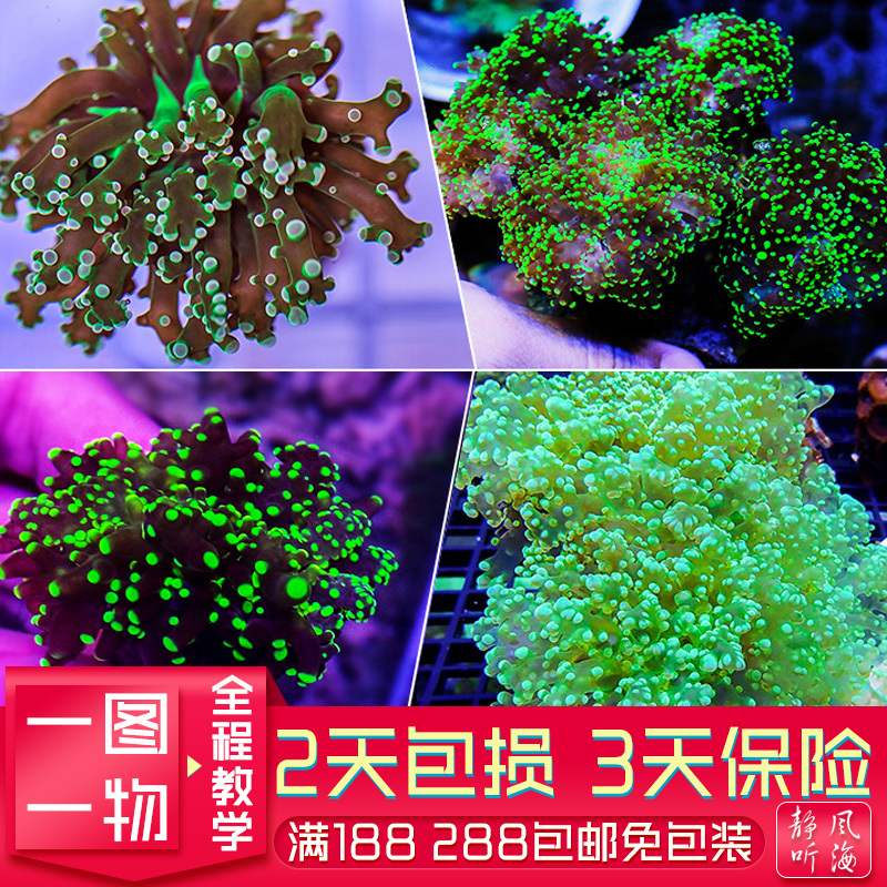 花瓶蛙卵分支提子人工繁殖软体珊瑚双色LPS海缸海水真活静风听海