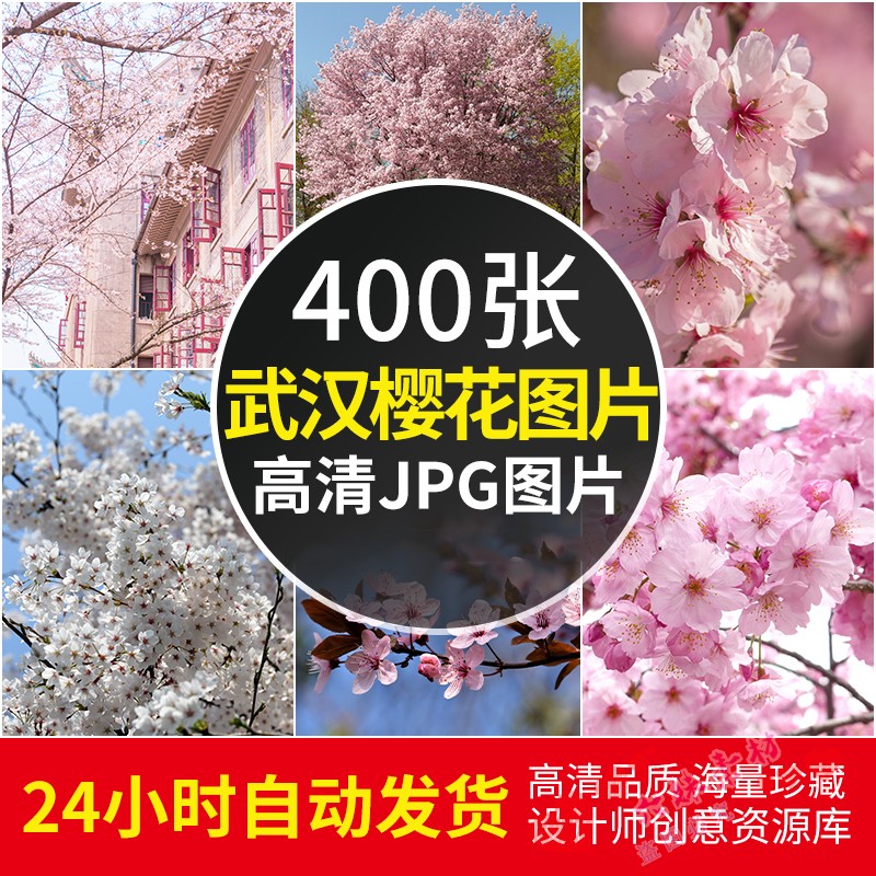 高清图库 武汉樱花图片大学东湖赏樱摄影图片电脑壁纸JPG设计素材