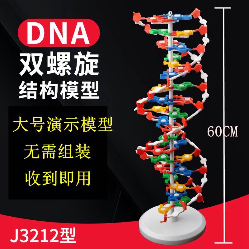 高中DNA双螺旋结构模型分子结构模型60cm大号带底座碱基对遗传基因生物科学教学仪器器材J33306脱氧核苷酸链