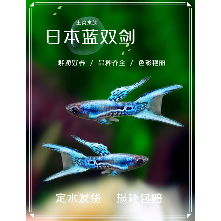 日本蓝双剑安格拉斯精灵孔雀鱼凤尾鱼热带鱼观赏鱼宠物淡水活体