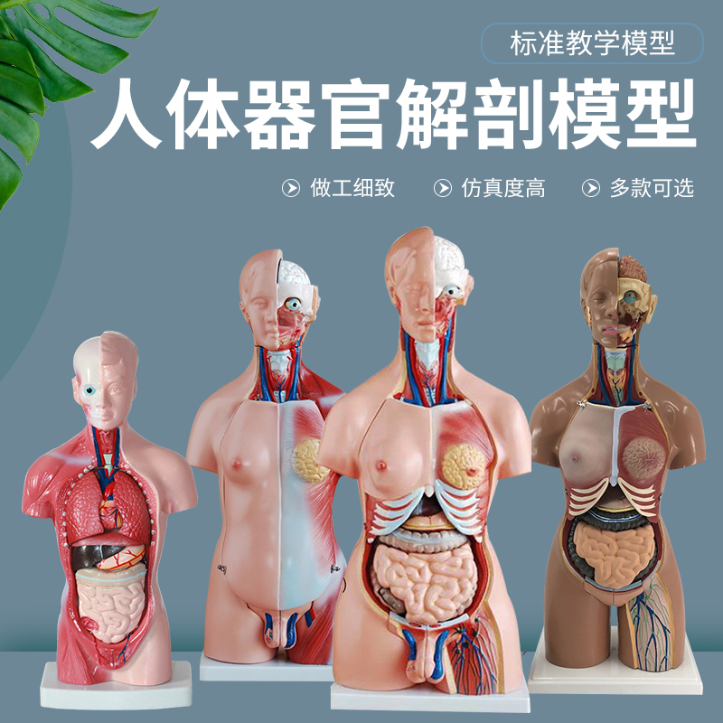 人体模型解剖心脏骨骼大脑全身结构医学器官儿童躯干玩具内脏拼图