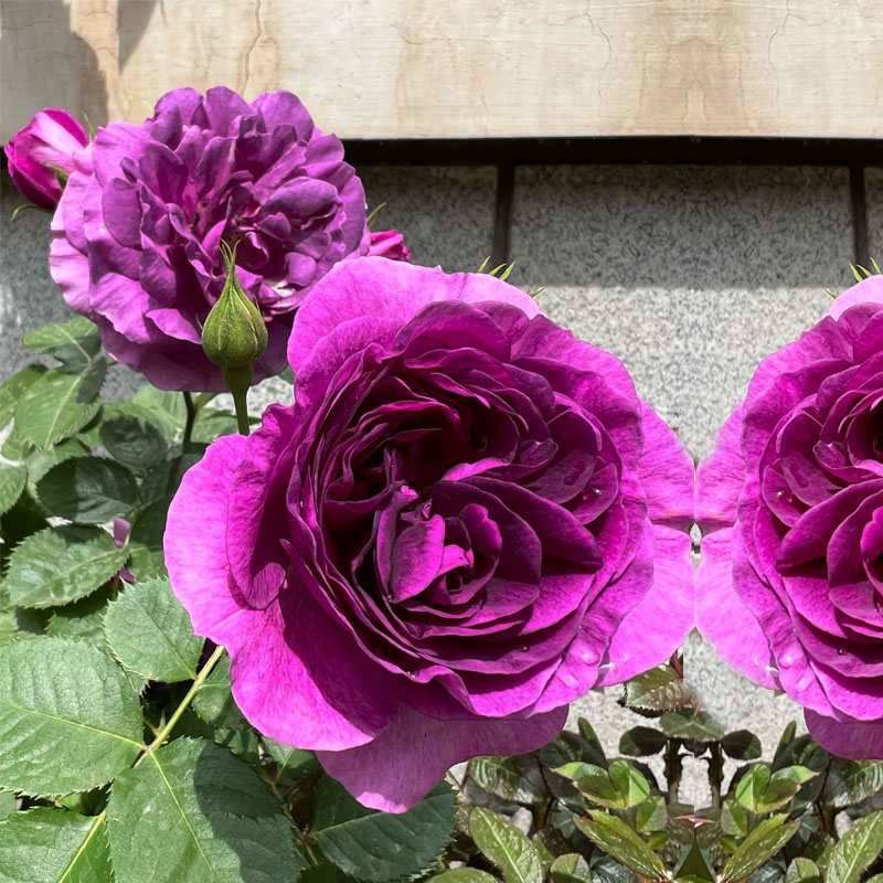比利时月季花大苗盆栽蓝紫色大花浓香玫瑰阳台花园花卉绿植密涅瓦