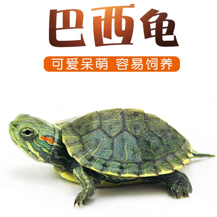 巴西龟宠物龟活体活物红耳龟水龟幼苗观赏大乌龟好养活小宠物龟苗