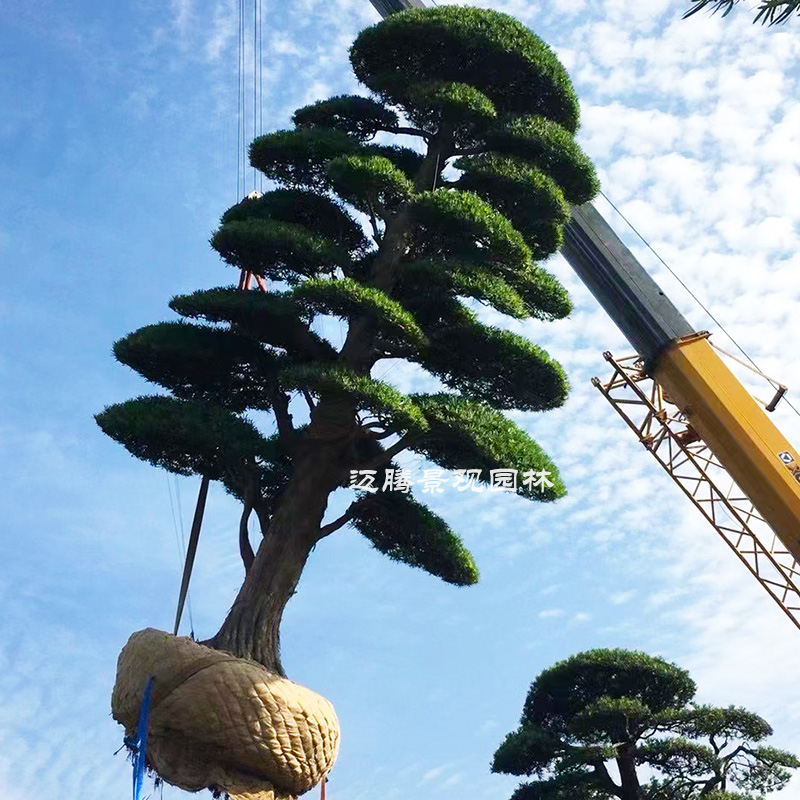 日本进口罗汉松造型树桩 别墅庭院假山鱼池造景地栽风水大树桩景