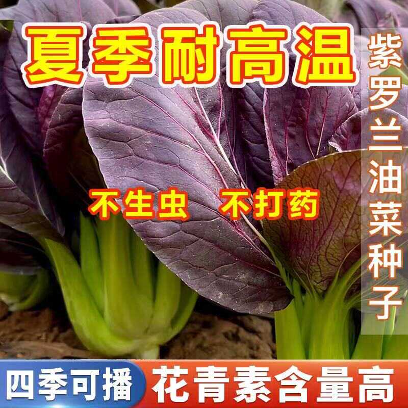 超耐热紫罗兰紫油菜种籽紫色上海青小青菜四季播阳台盆栽蔬菜种子