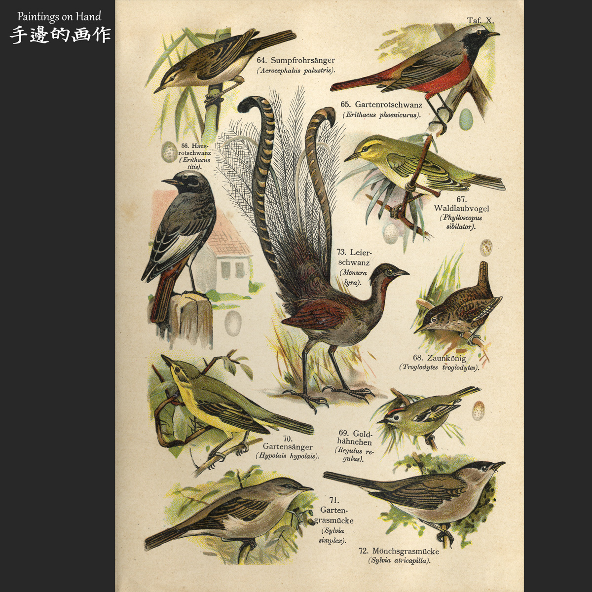 德国1890年古董石印版画博物鸟类图鉴装饰画芯/地球之鸟/湿地苇莺