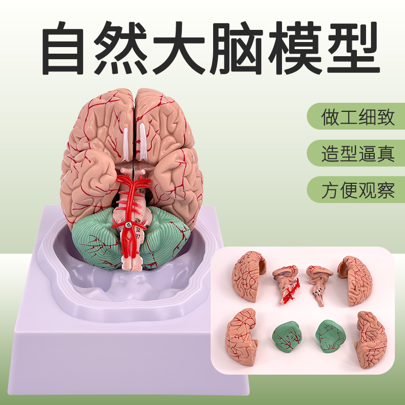 医学脑血管 脑动脉神经科教学模型 脑动脉血管颅底人体大脑结构