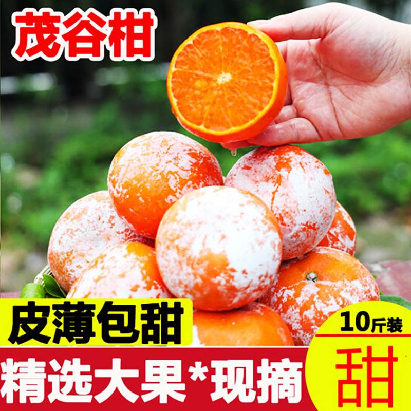 广西武鸣正宗新鲜茂谷柑10斤包邮应当季水果橘子石灰柑脏脏柑桔子