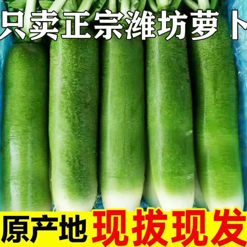 潍坊青水果萝卜新鲜甜脆水果型10斤潍县青萝卜生吃正宗山东包邮