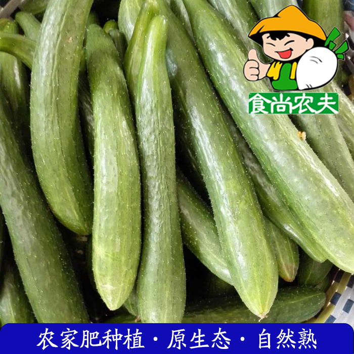 （惠东）青瓜黄瓜 有机肥生态种植新鲜蔬菜配送 广东满88元包邮