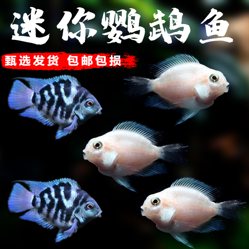 迷你鹦鹉鱼活体鱼小型淡水热带观赏鱼苗三湖慈鲷宝蓝白金繁殖种鱼