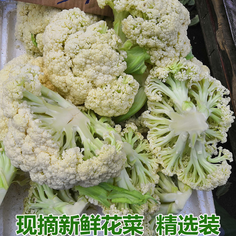 新鲜花菜 老品种花椰菜当季农家自种白菜花现摘现发蔬菜5斤包邮