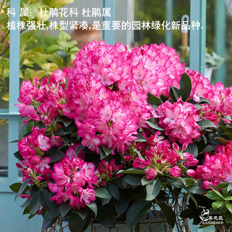 高山杜鹃名贵品种花卉盆栽树苗阳台庭院耐寒耐晒春季花期好养植物