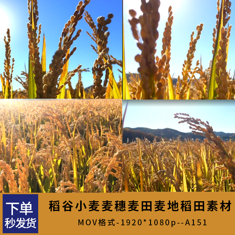 水稻农业实拍视频素材稻谷小麦麦穗麦田麦地稻田成熟丰收素材