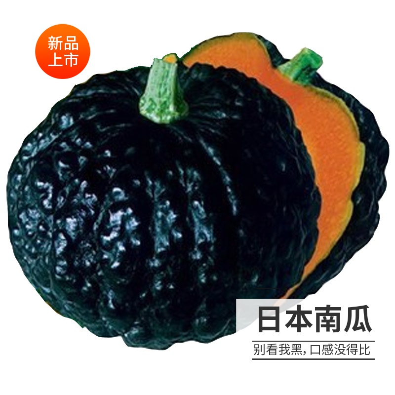 日本南瓜种子 甜又面又粉又甜小疙瘩型 四季春季农家蔬菜种子籽孑