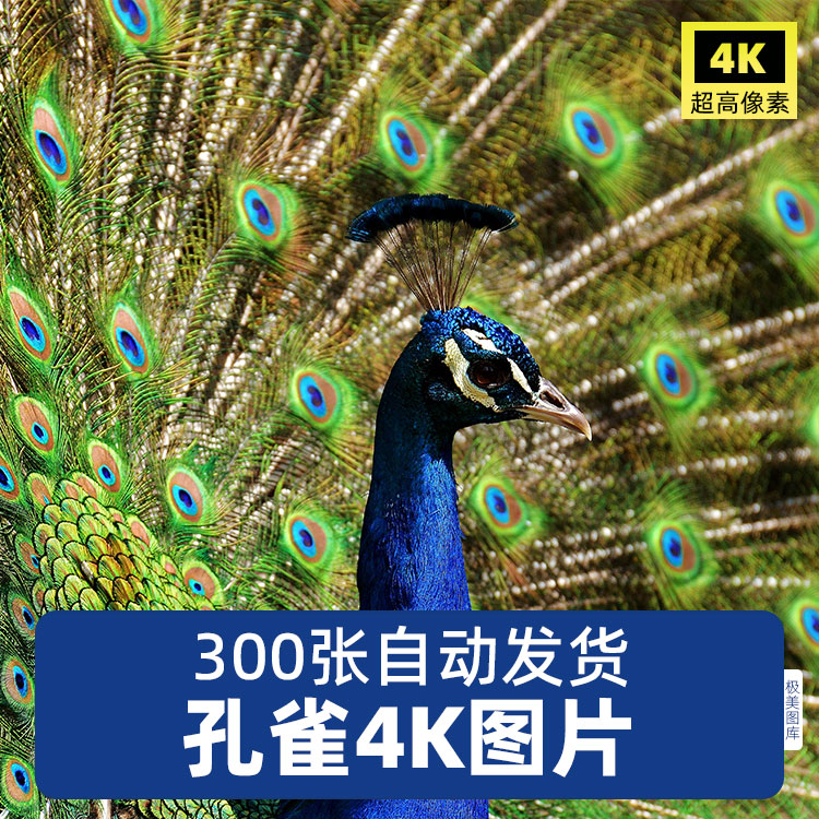 高清4K孔雀开屏图片白蓝绿色野生鸟类摄影特写照背景壁纸JPG素材