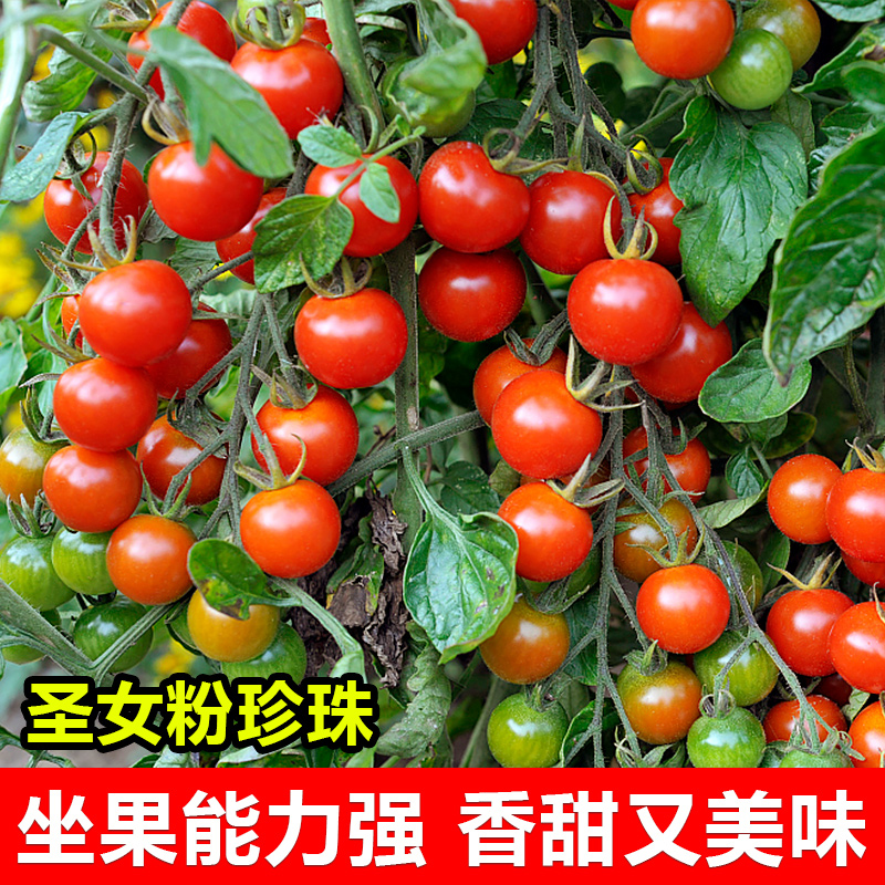 西红柿种孑沙瓤老品种大小水果樱桃番茄种子千禧圣女果种籽大全