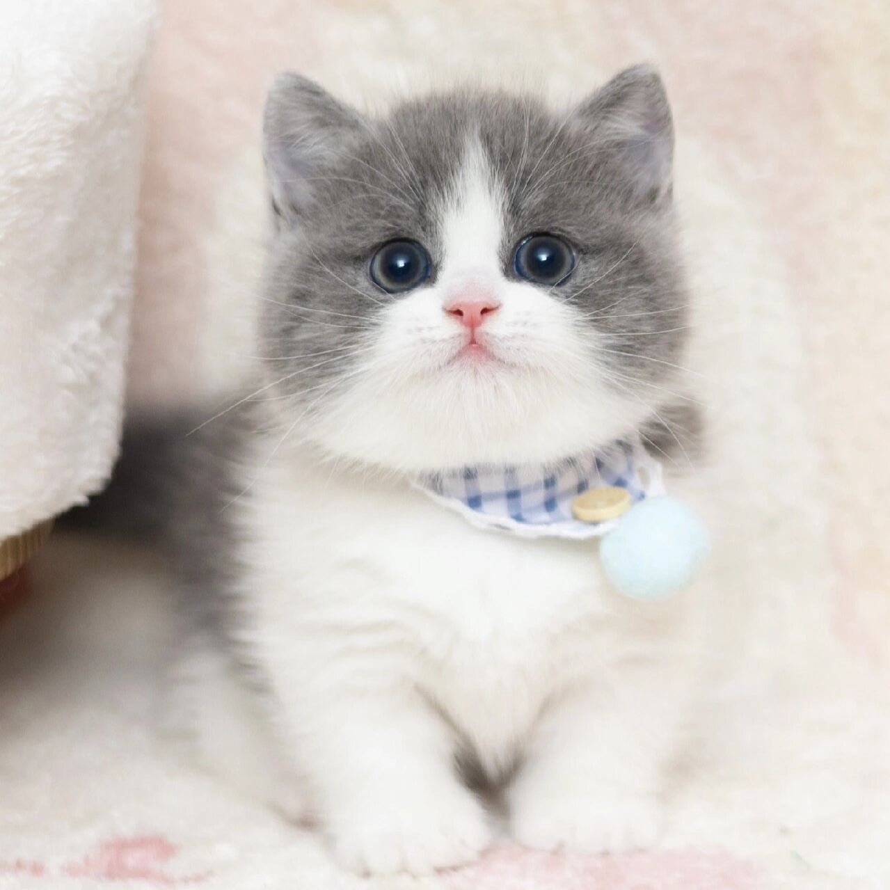 纯种英国短毛猫蓝白正八五粉矮脚曼基康幼猫宠物猫咪活体血统猫舍