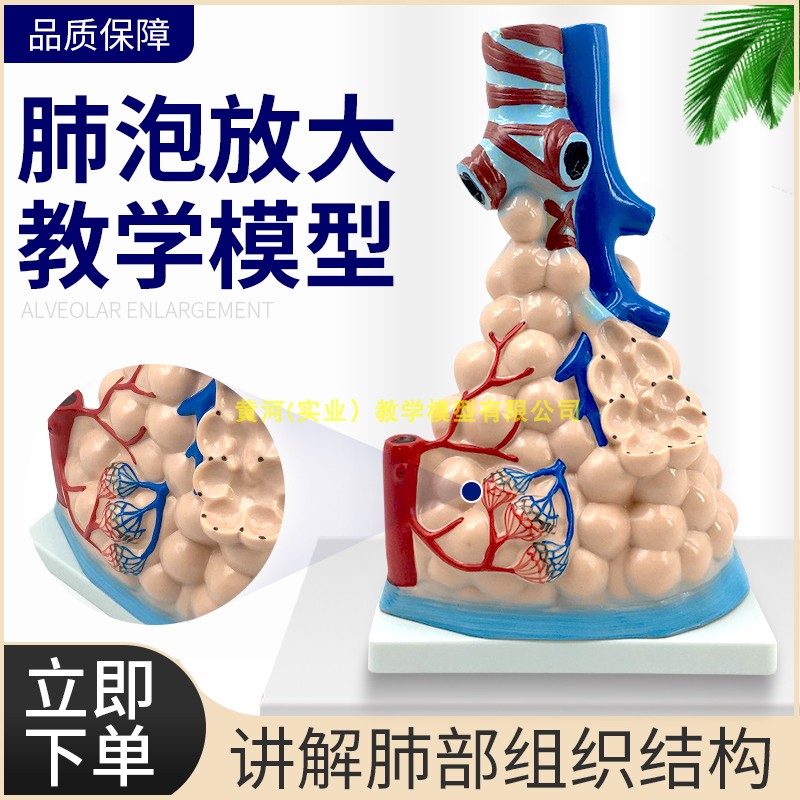 肺部模型 大型肺泡放大模型人体内脏呼吸肺模型 人体肺部教学模型