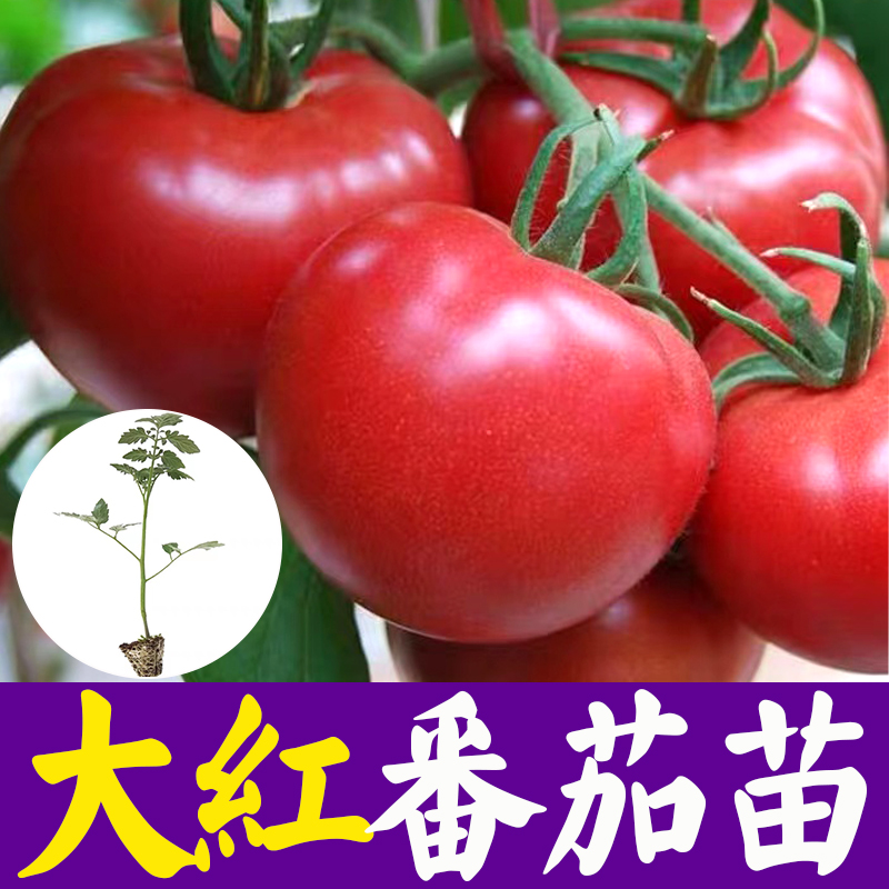 大红番茄种苗超甜超大红果大西红柿种子高温蔬菜瓜果种籽