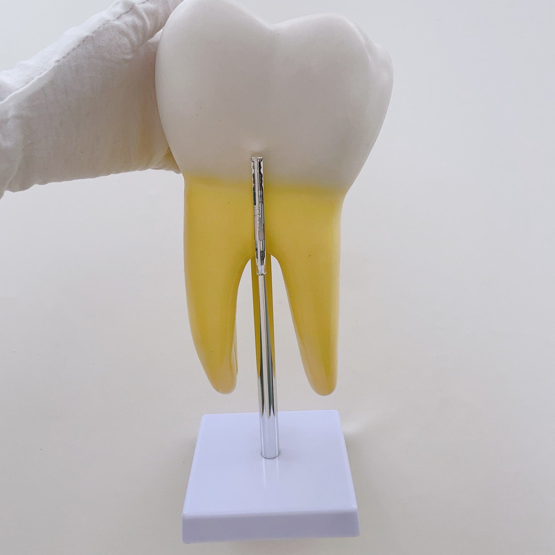 正常牙齿放大模型 磨牙 切牙 尖牙放大 人体牙齿教学模型