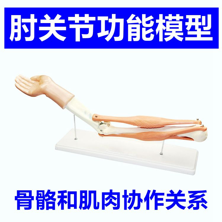 关节模型肱二头肌 肱三头肌伸缩活动 手臂骨肌腱韧带骨关节膝关节