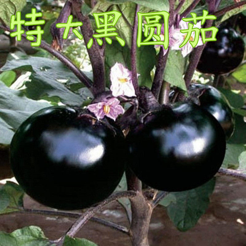 茄子种子特大紫黑圆茄白茄籽春夏播四季蔬菜种孑庭院菜地阳台盆栽