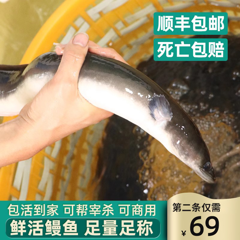 三都港活鳗鱼 鲜活淡水鳗鱼整条新鲜水产河鳗白鳗活鳗鱼1.2-3斤