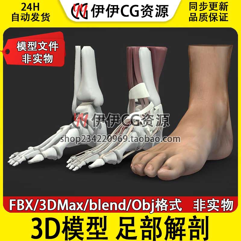 3D模型3Dmax医学解剖足部脚部骨骼脚趾blender素材OBJ文件FBX人体