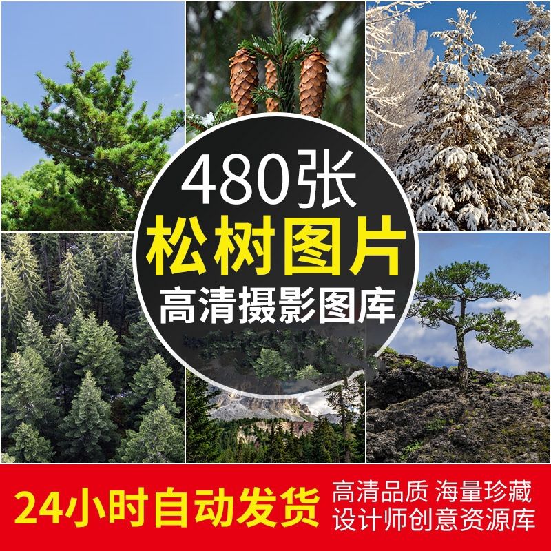 高清JPG素材苍松树图片森林针叶林松果塔雪中植物背景照壁纸