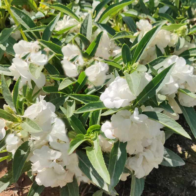 白色种籽花重瓣凤仙花卉秋天种的花四季播种开花阳台院子里花种子