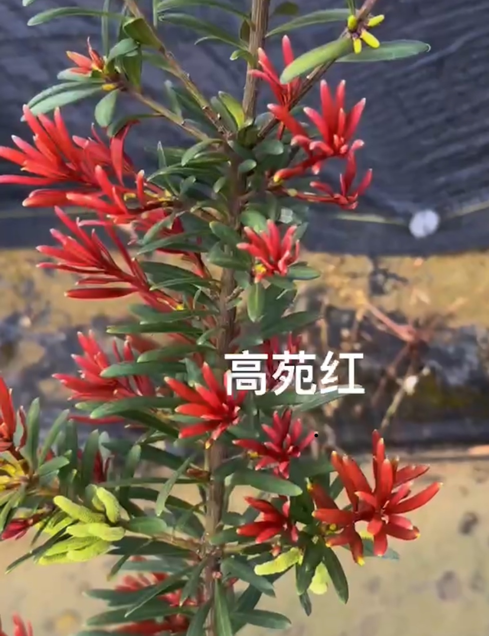 高苑红罗汉松原生扦插杯苗，最红芽四季出新芽就红中叶公树品种