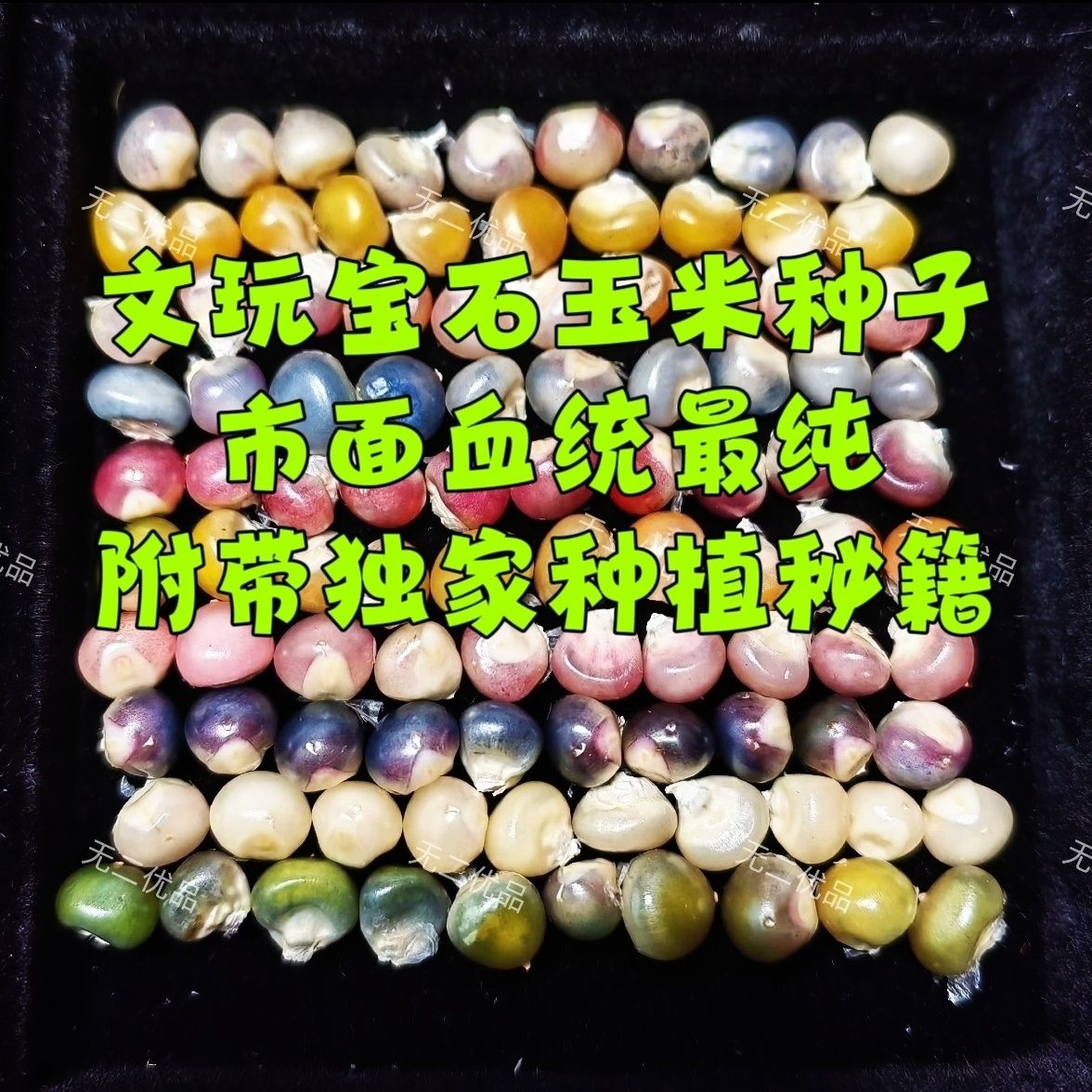 文玩玉米种籽宝石玉米养成袖珍苞谷血丝毛料彩色自家种植小苞米