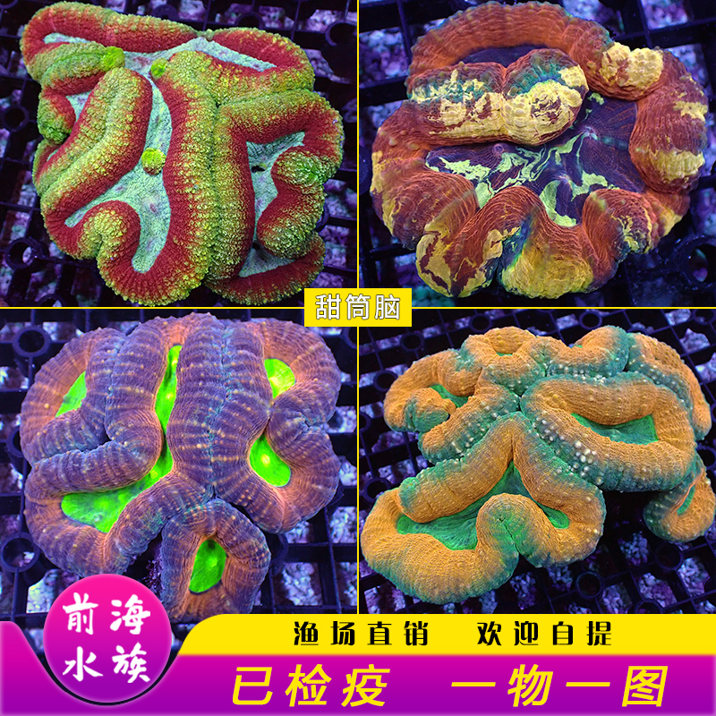 澳洲甜筒脑油彩虹刺脑大眼糖颜色会变化海水鱼活体珊瑚活体海水缸
