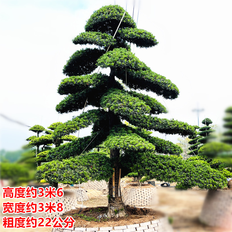 日本罗汉松景观树庭院风景树迎客松大型松树四季常青罗汉松造型树