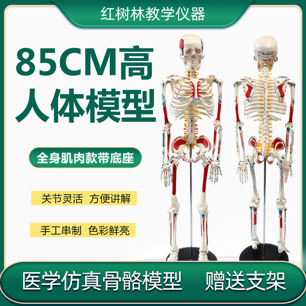 85cm仿真人体骨骼模型手工串制带全身肌肉着色标注版医学教学模型