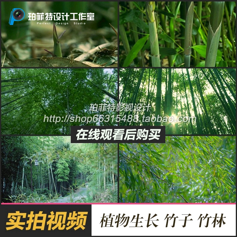 植物生长竹笋破土竹林清新竹子生长竹林视频合集高清视频素材