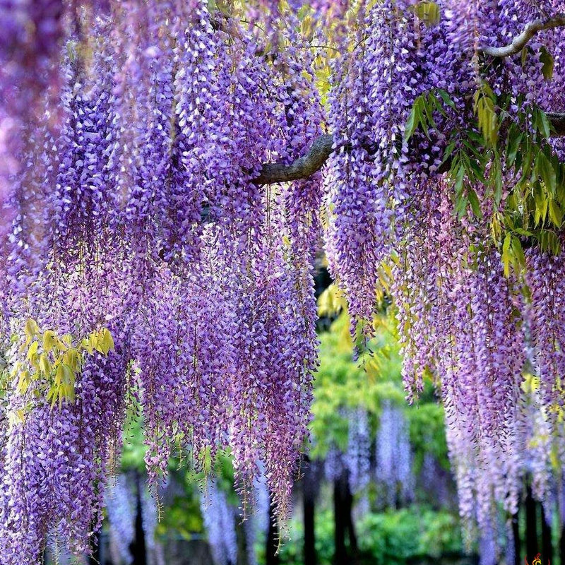 紫藤种子日本紫藤萝走廊花架爬藤植物庭院四季多花紫藤树苗种籽子