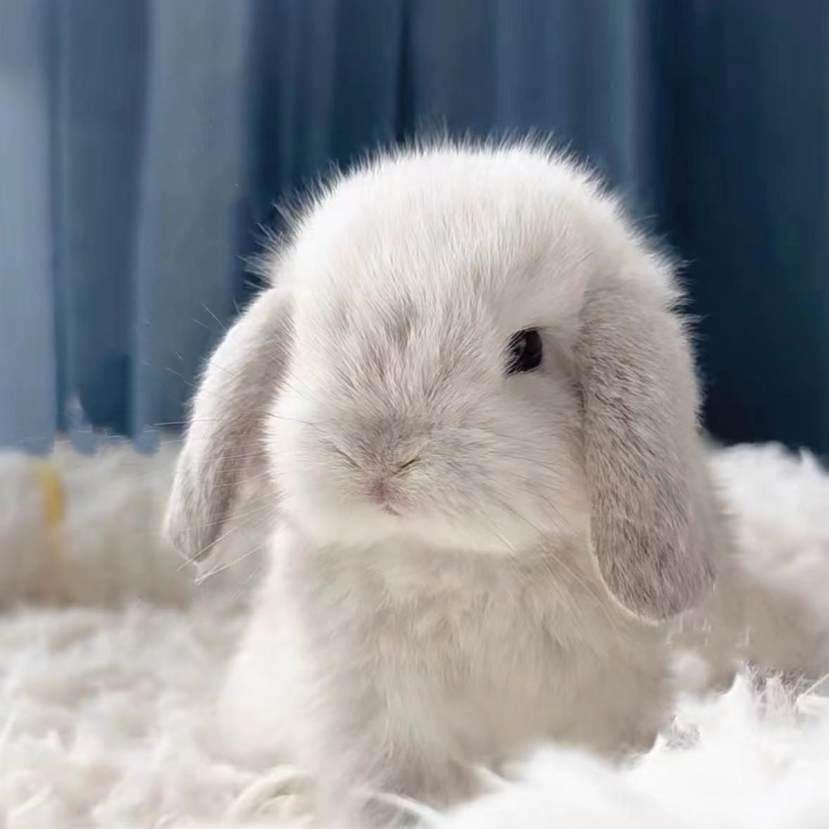 mini宠物兔侏儒兔活体小白兔活物种兔繁殖垂耳兔一对幼兔苗月月兔