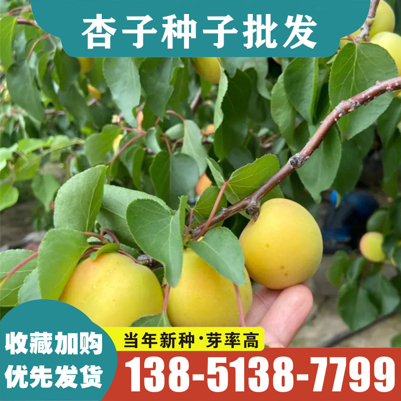 山杏种子 野生杏树种子 山杏核 胡 当年新采优质山杏籽 林木种籽