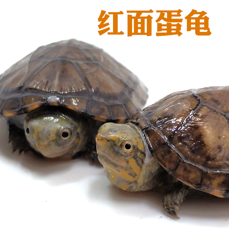 红面蛋龟活体宠物龟迷你红脸泥龟活物深水龟国产红面苗观赏龟包邮