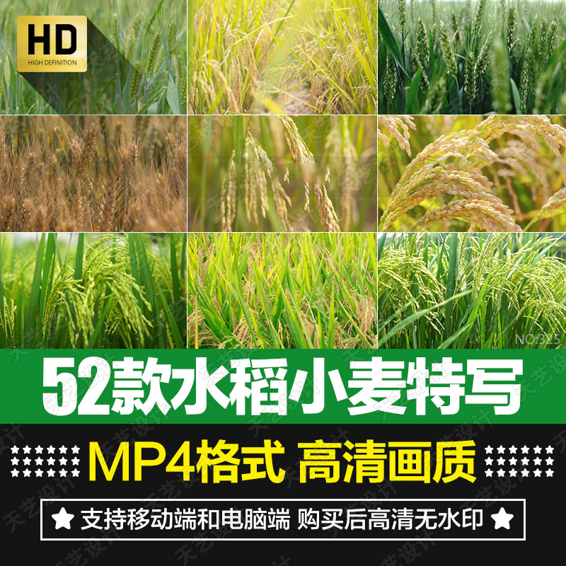 水稻小麦稻穗谷物成熟农业耕种庄稼丰收稻田特写实拍短片视频素材