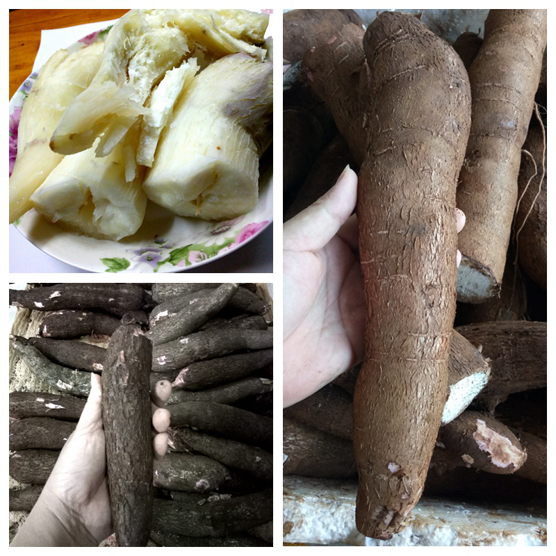海南新鲜木薯 现挖面包木薯 白肉新鲜甜木薯 cassava  5斤装包邮