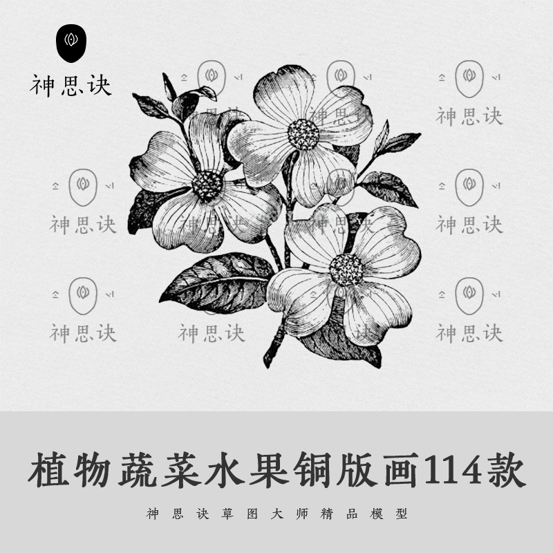 植物蔬菜水果花朵铜版画手绘线稿黑白素描包装平面设计素材PNG