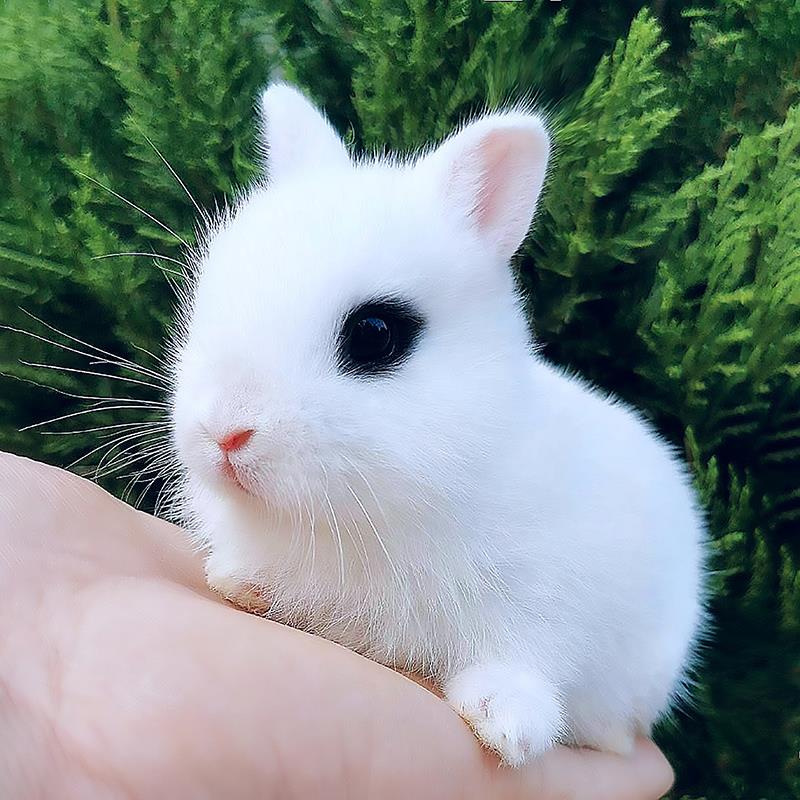 兔子活物侏儒凤眼茶杯小白兔苗好养儿童宠物活体荷兰兔宿舍不咬人